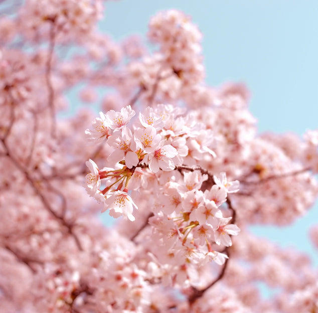 Garbarini Cherry Creek History