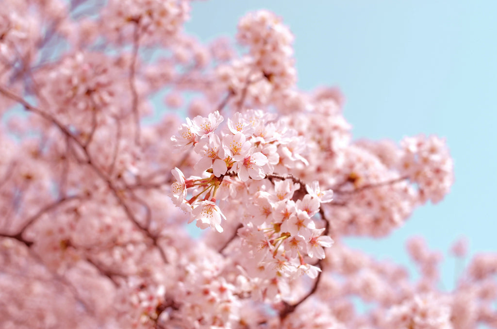 Garbarini Cherry Creek History